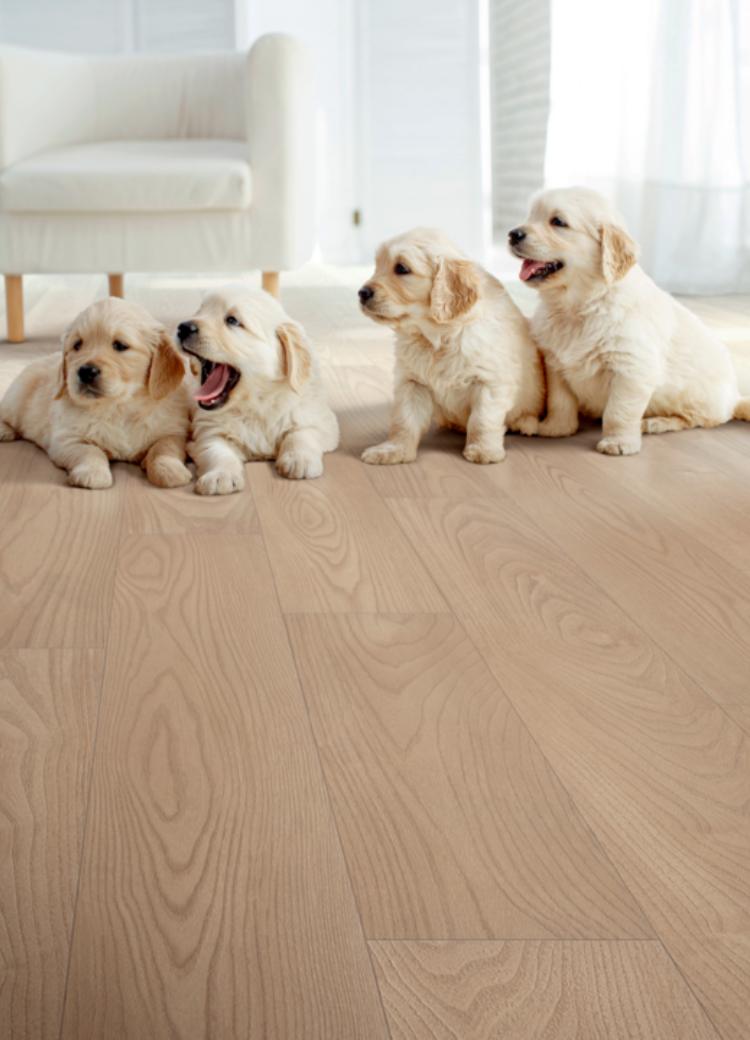 golden retriever puppies on wood look flooring in living room